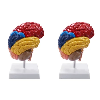 2X Smegenų Anatomijos Modelis Anatomija 1:1 Pusė Smegenų Kamieno Mokymo Laboratorijos Reikmenys